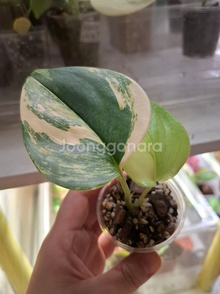 스킨답서스 루비콘 택포--0