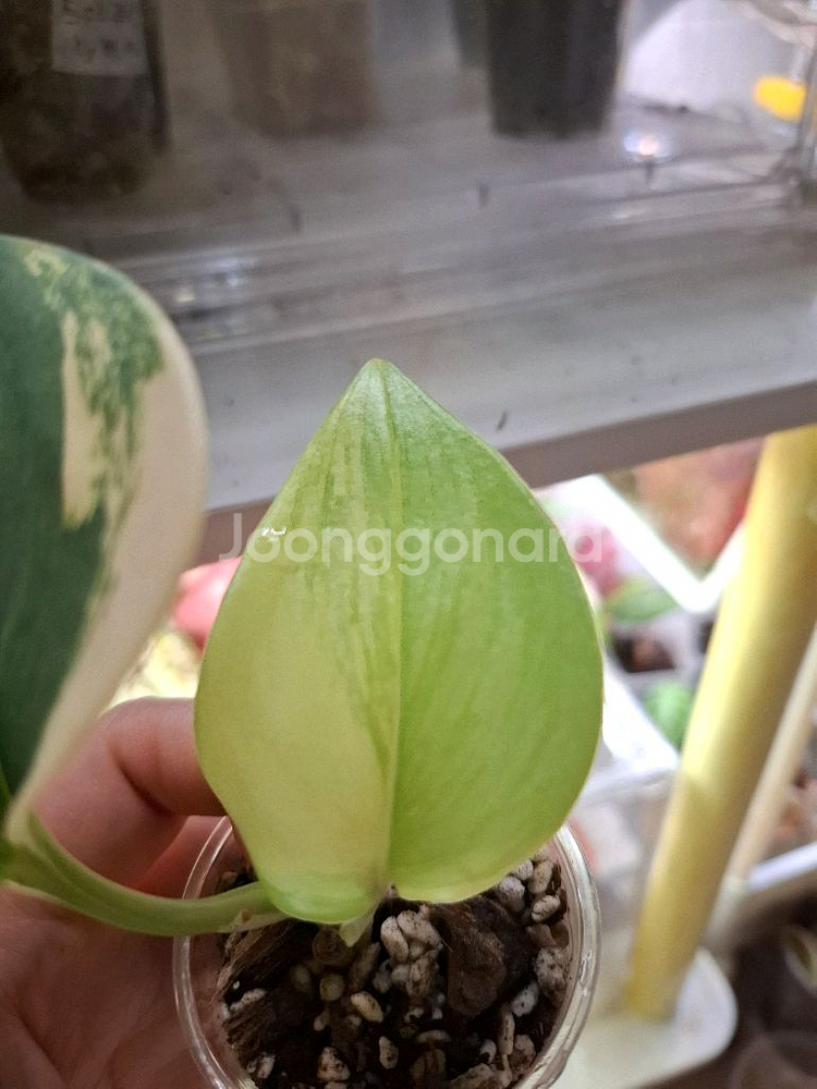 스킨답서스 루비콘 택포--1