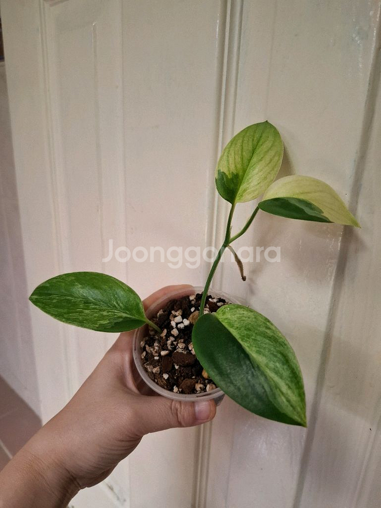 스킨답서스 트루비 옐로우 알보--0