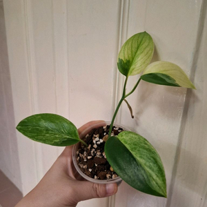 스킨답서스 트루비 옐로우 알보