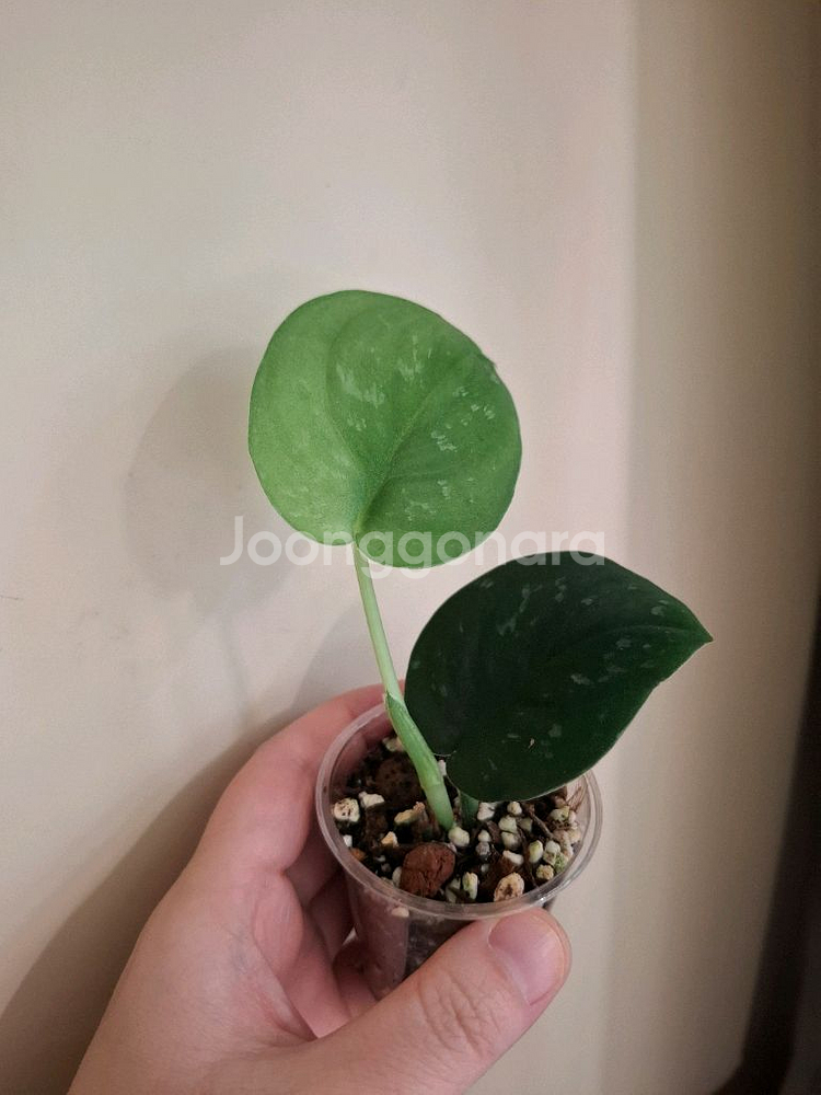 스킨답서스 블랙드래곤--1