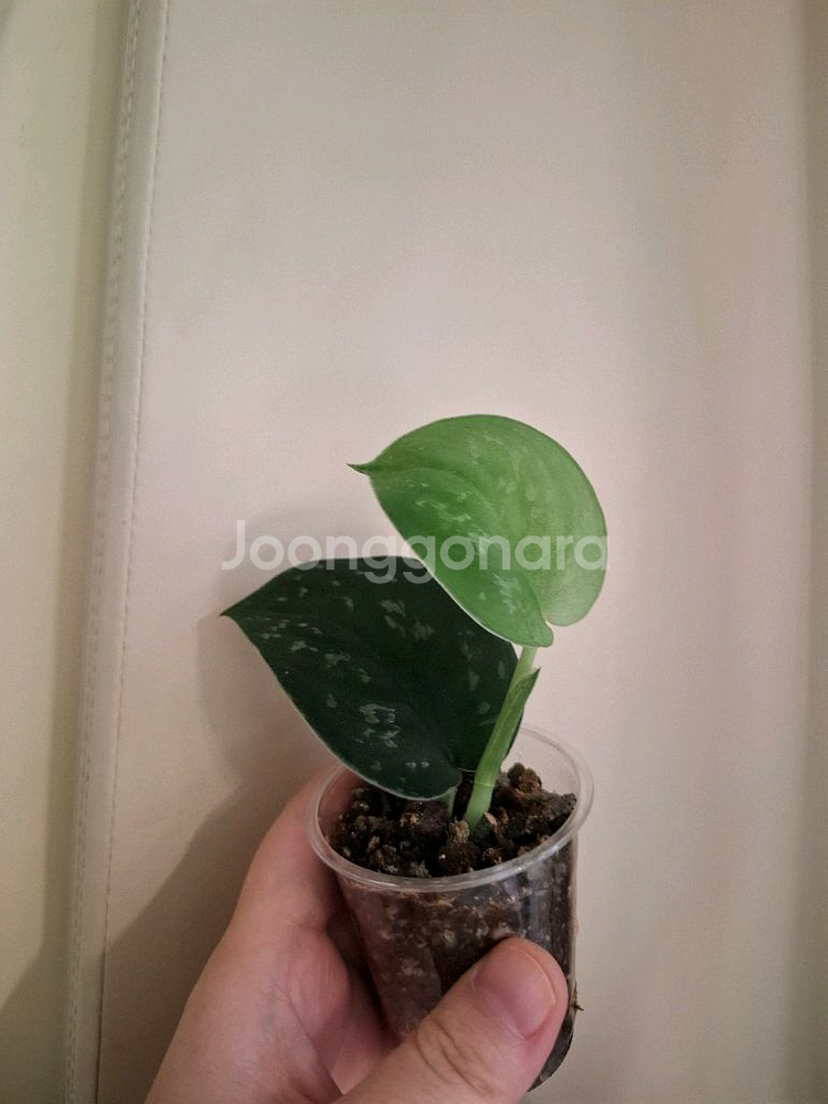 스킨답서스 블랙드래곤--0