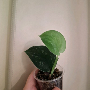 스킨답서스 블랙드래곤