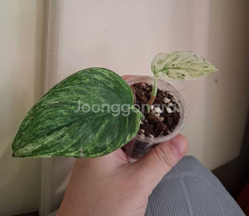 스킨답서스 트루비 알보--0