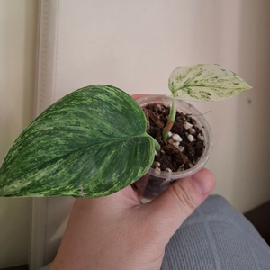 스킨답서스 트루비 알보