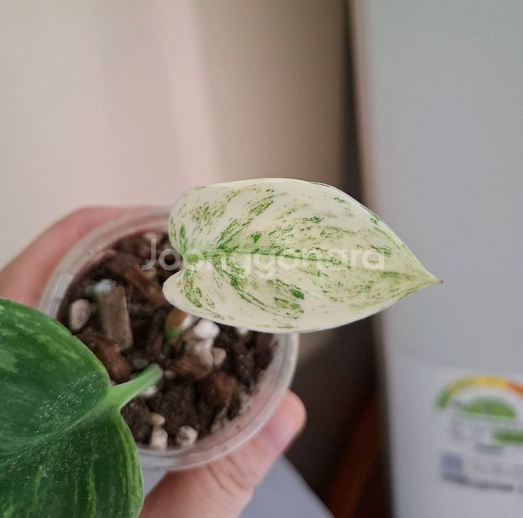 스킨답서스 트루비 알보--1