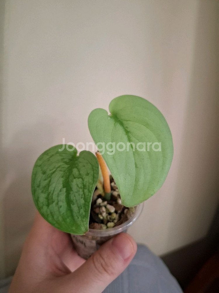 스킨답서스 잠비--0