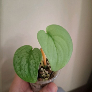 스킨답서스 잠비