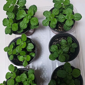 장미허브식물 미니화분 6개 일괄