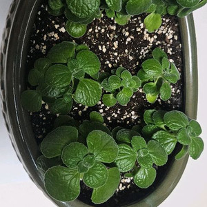 꽃무늬 녹색 화분과 장미 허브 식물