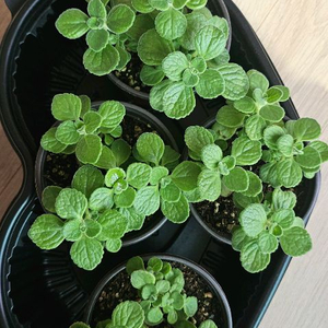 장미허브 식물 4개 일괄