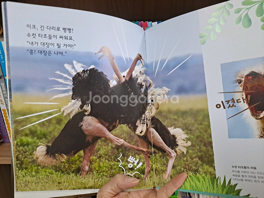 그레이트북스 놀라운자연 85권--3