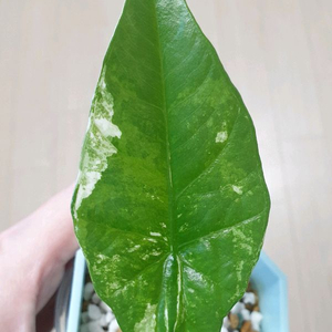 알로카시아 심포 화이트 알보 바리에가타