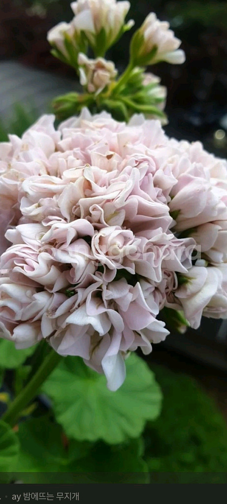 밤에뜨는무지개제라늄--0