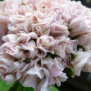 밤에뜨는무지개제라늄