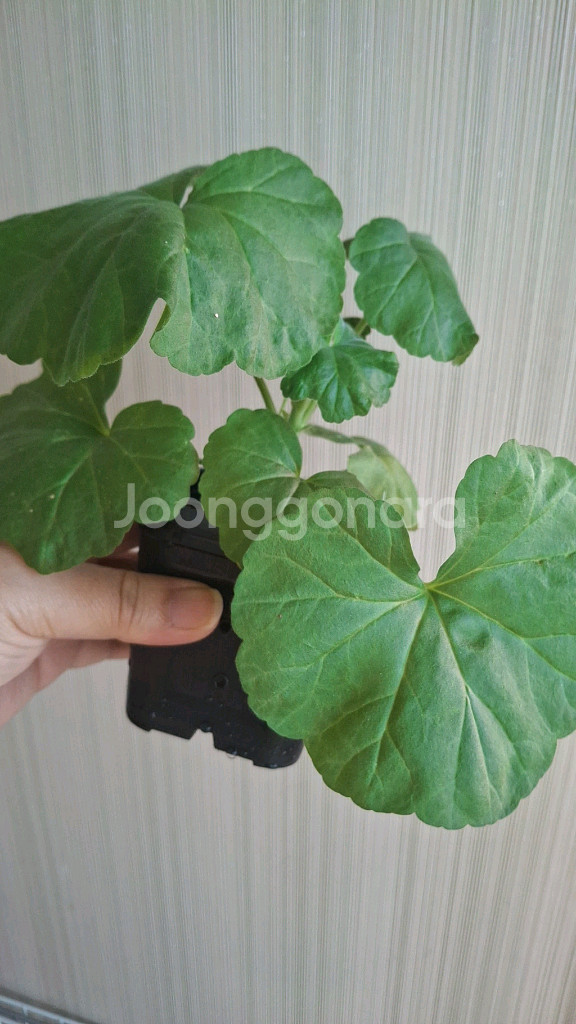 밤에뜨는무지개제라늄--1