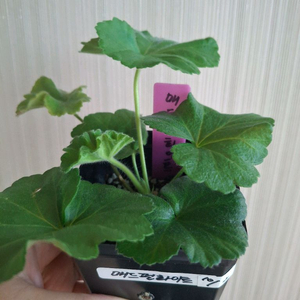 매드펄화이트 제라늄