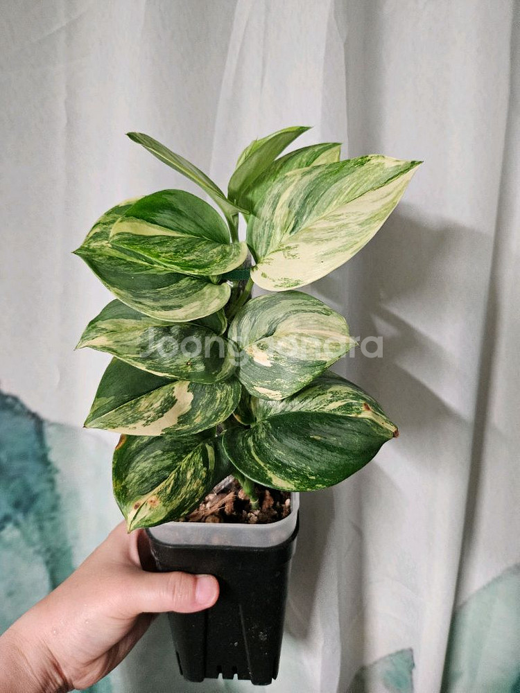 스킨답서스 루비콘 택포--2