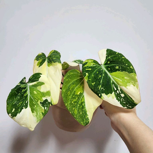 필로덴드론 글로리오섬 바리에가타