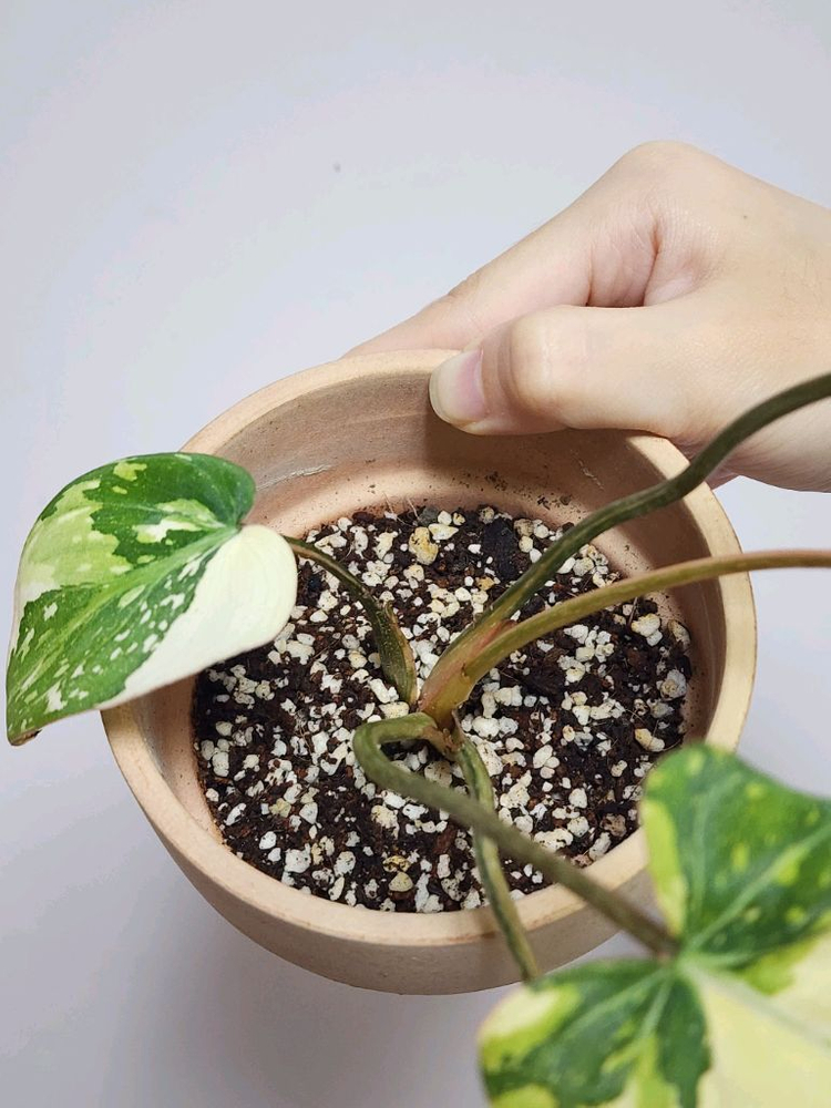 필로덴드론 글로리오섬 바리에가타--1