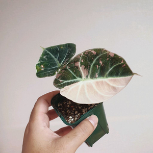 알로카시아 블랙벨벳 핑크바리에가타 택포 4