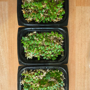 피커스미니마 일괄