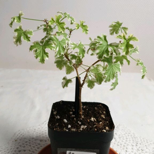 골웨이스타 ㅡ 센티드제라늄