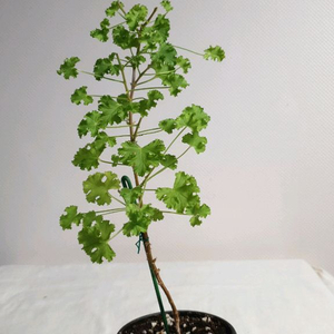 시스썬버스트 ㅡ 센티드제라늄