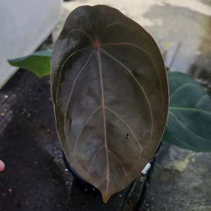 안스리움 럭셔리 포게티