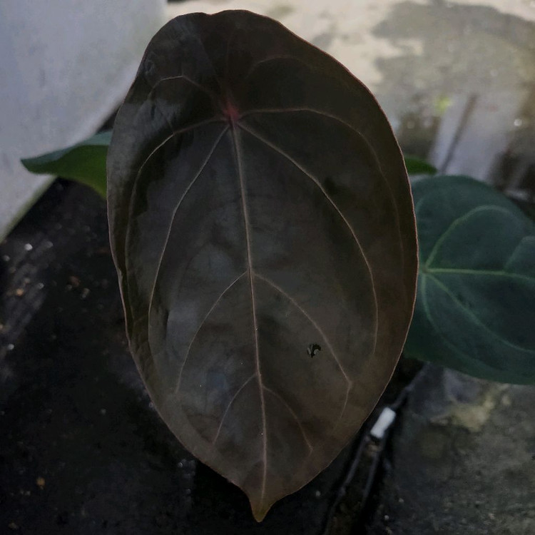 안스리움 럭셔리 포게티--1