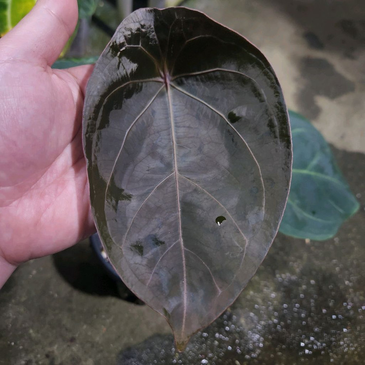 안스리움 럭셔리 포게티--2