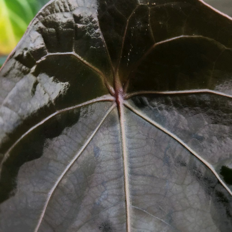 안스리움 럭셔리 포게티--3