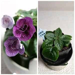 Qws Starry sky(스타리 스카이) 미니신닌기아