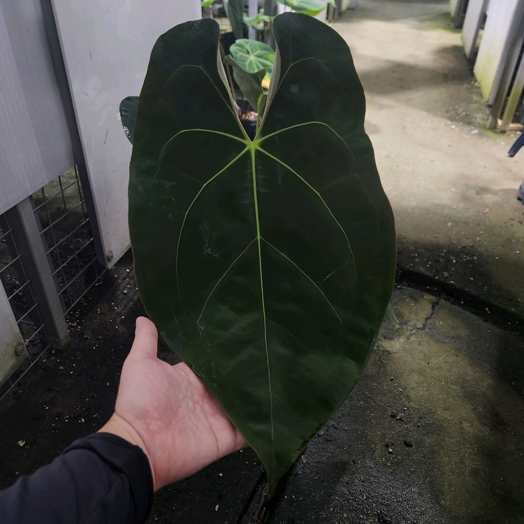 안스리움 레이븐하트 포게티 다크폼 대품--3