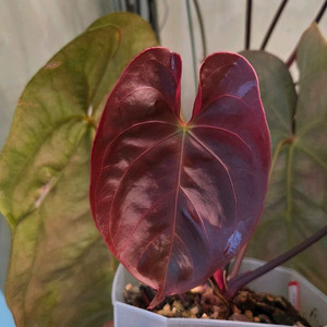 안스리움 드레스러리x킹오스 분양