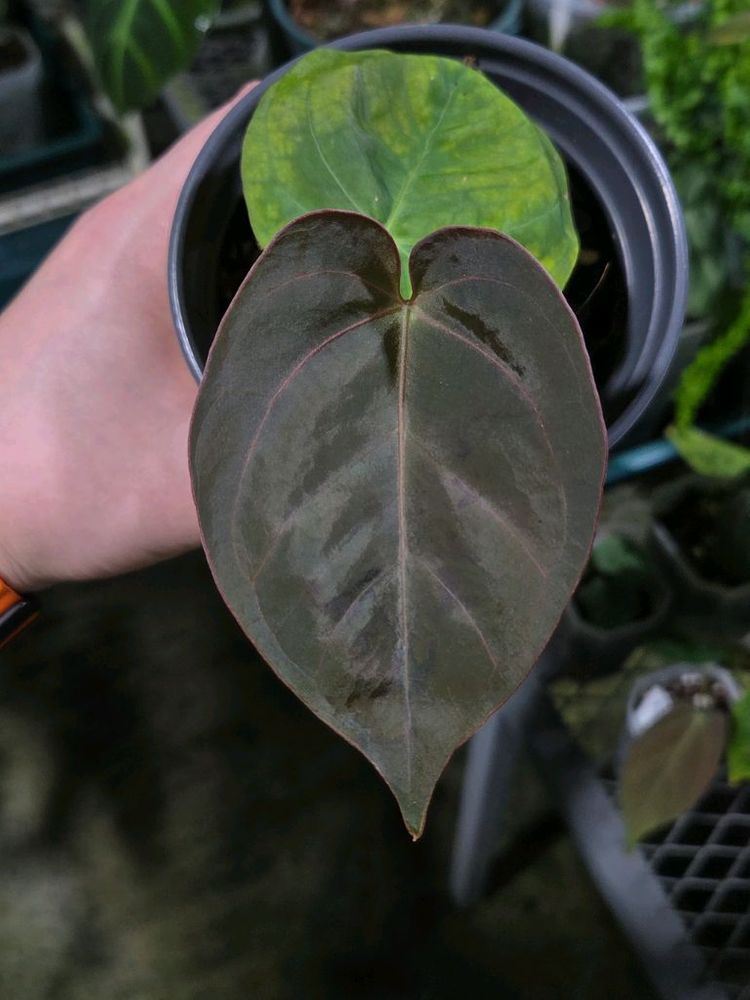 안스리움 드레스러리x킹오스 분양--1