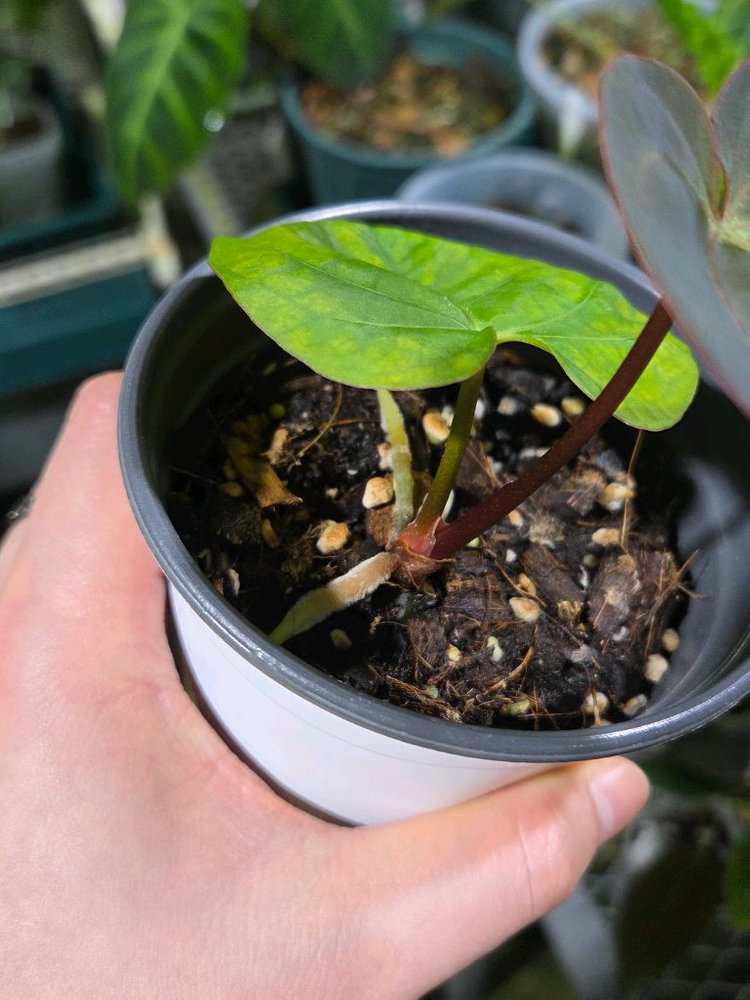 안스리움 드레스러리x킹오스 분양--2