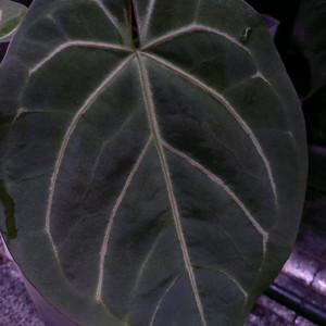 안스리움 닥터블락 블랙위도우 미쉘 s1