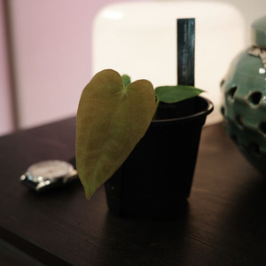 안스리움 파나마마잠마 1.0