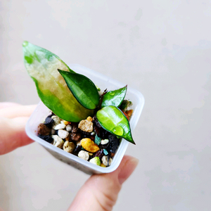 호야라쿠노사 레드리프