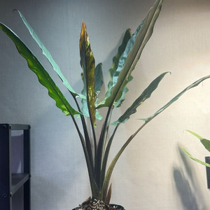 알로카시아 로터바키아나 바리에가타(3번)