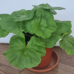 메이바비핑거 제라늄