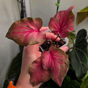 칼라디움 마그마 분양