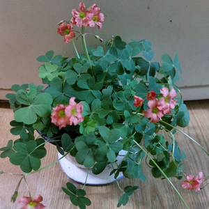 옥살리스 사랑초 화분