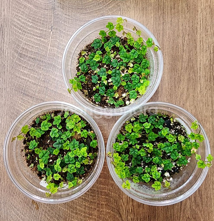 제주애기모람 (3+1)--0