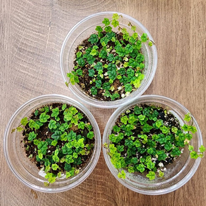 제주애기모람 (3+1)