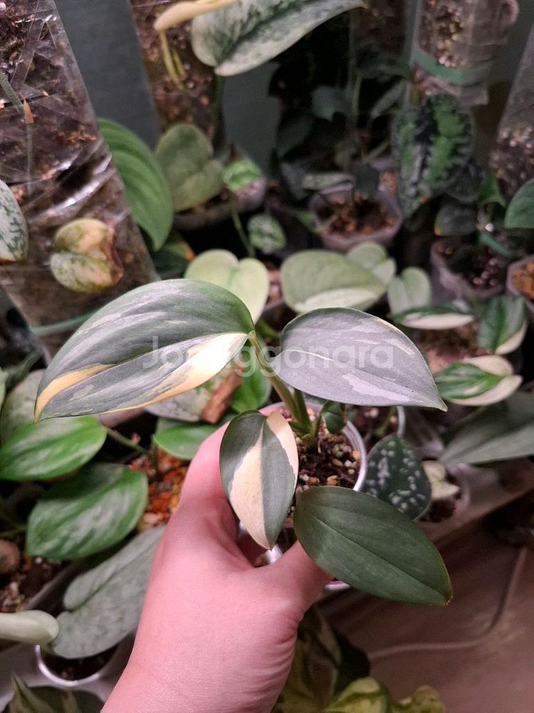 스킨답서스 헤데라세우스 블루알보--0