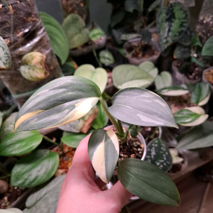 스킨답서스 헤데라세우스 블루알보