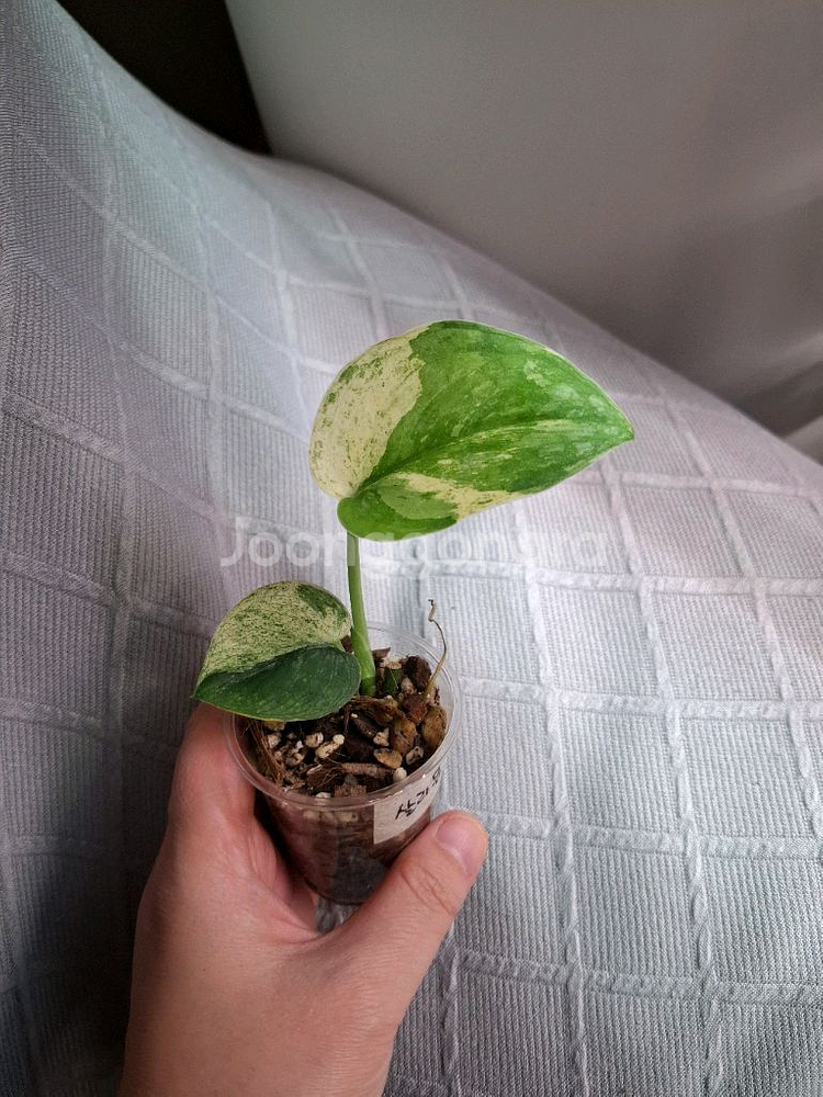 스킨답서스 살라문--0