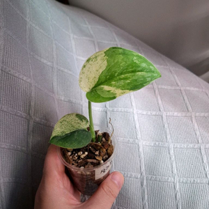 스킨답서스 살라문